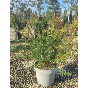 MYRTUS communis TARENTINA - Myrte En pot de 10-12 litres buisson hauteur 060-080 cm