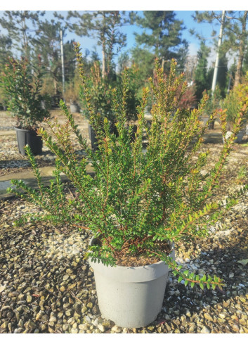 MYRTUS communis TARENTINA - Myrte En pot de 10-12 litres buisson hauteur 060-080 cm