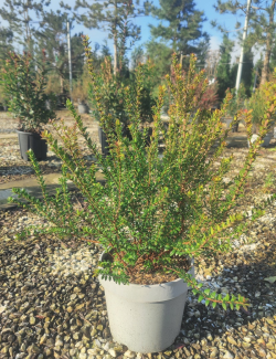 MYRTUS communis TARENTINA - Myrte En pot de 10-12 litres buisson hauteur 060-080 cm