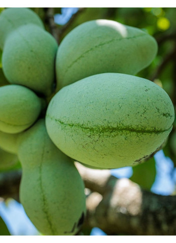 ASIMINA triloba - Pawpaw
