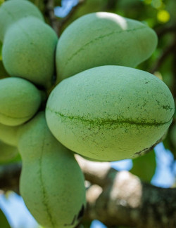 ASIMINA triloba - Pawpaw