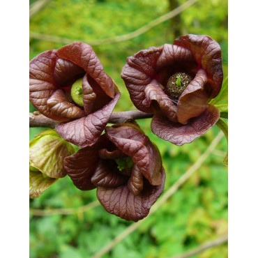 ASIMINA triloba - Pawpaw