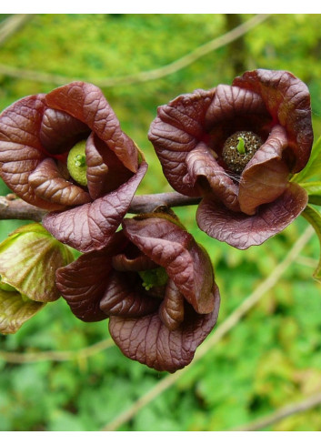 ASIMINA triloba - Pawpaw