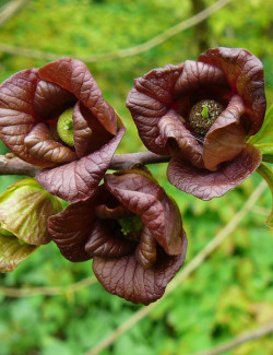ASIMINA triloba - Pawpaw