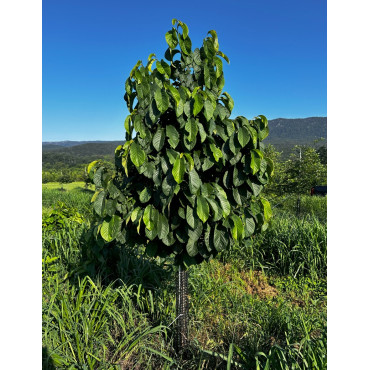 ASIMINA triloba - Pawpaw