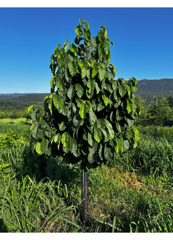 ASIMINA triloba - Pawpaw