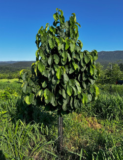 ASIMINA triloba - Pawpaw