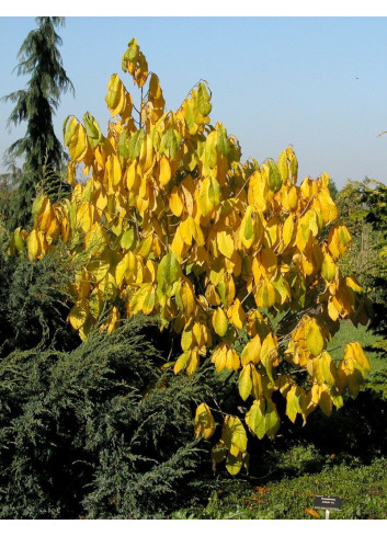 ASIMINA triloba - Pawpaw