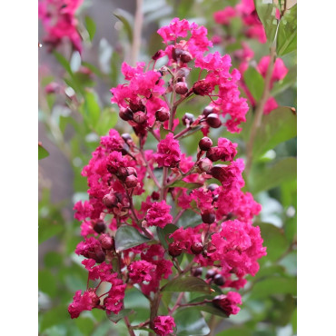 LAGERSTROEMIA BERGERAC - Lilas des Indes