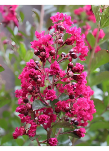 LAGERSTROEMIA BERGERAC - Lilas des Indes