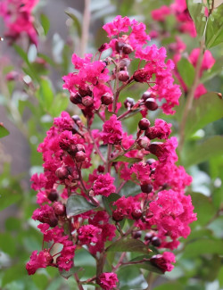 LAGERSTROEMIA BERGERAC - Lilas des Indes
