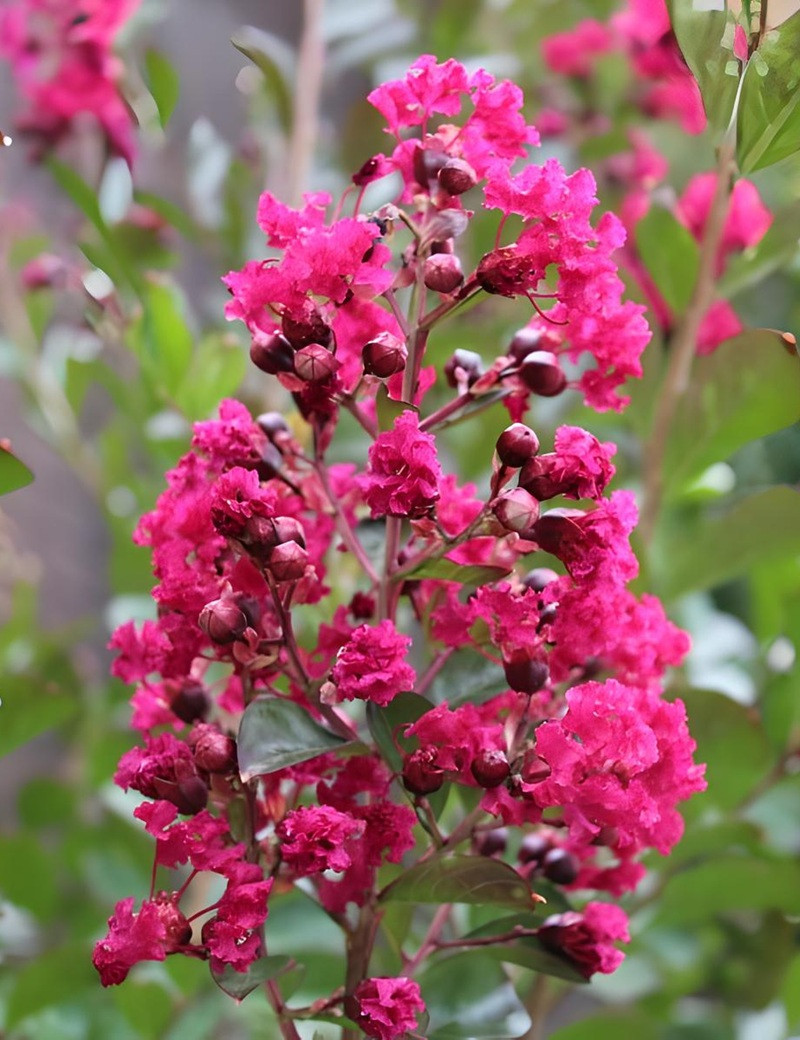 LAGERSTROEMIA BERGERAC - Lilas des Indes