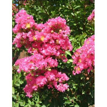 LAGERSTROEMIA BERGERAC - Lilas des Indes