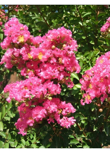 LAGERSTROEMIA BERGERAC - Lilas des Indes