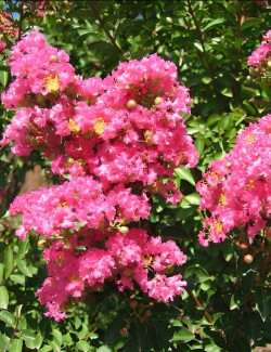 LAGERSTROEMIA BERGERAC - Lilas des Indes