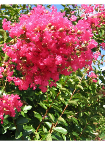 LAGERSTROEMIA GRAND CRU - Lilas des Indes