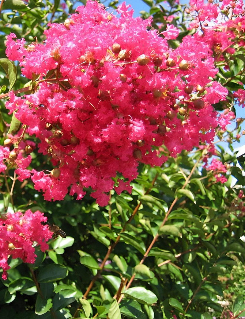 LAGERSTROEMIA GRAND CRU - Lilas des Indes