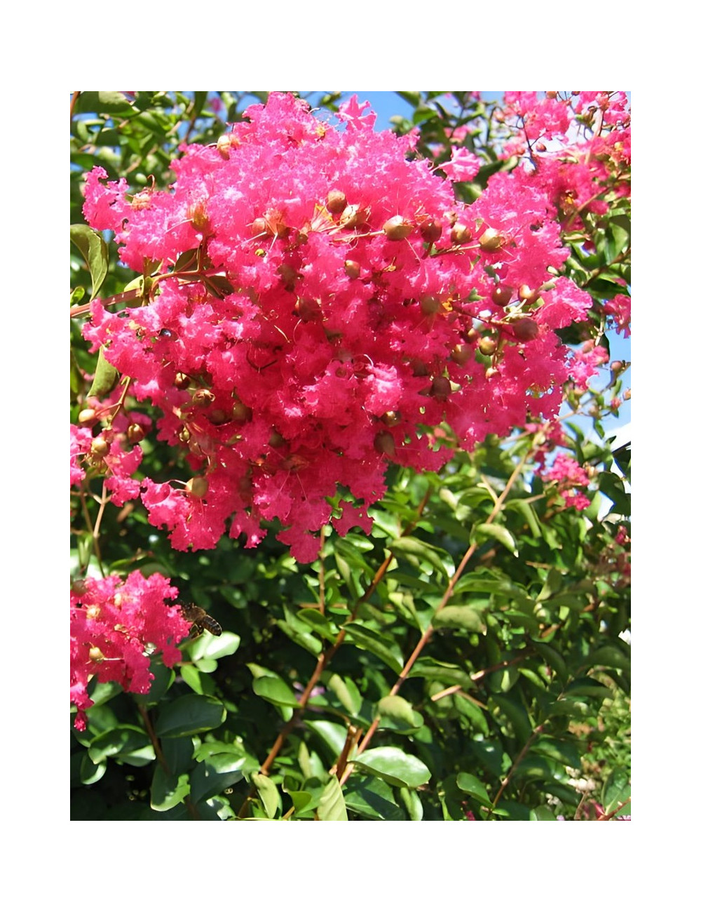 LAGERSTROEMIA GRAND CRU - Lilas des Indes