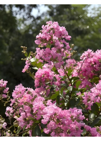 LAGERSTROEMIA JACQUELINE DESMARTIS - Lilas des Indes