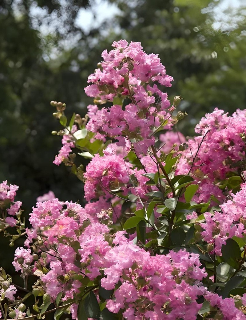 LAGERSTROEMIA JACQUELINE DESMARTIS - Lilas des Indes