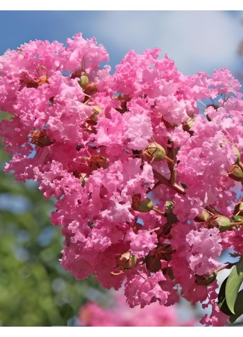 LAGERSTROEMIA JEANNE DESMARTIS - Lilas des Indes
