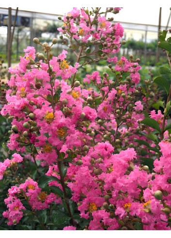 LAGERSTROEMIA LA MOUSSON - Lilas des Indes