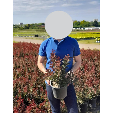 LAGERSTROEMIA En pot de 3-4 litres