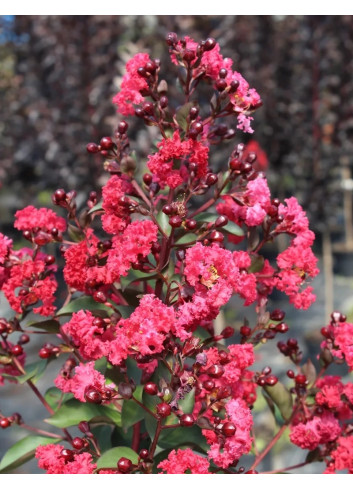 LAGERSTROEMIA MARGAUX - Lilas des Indes