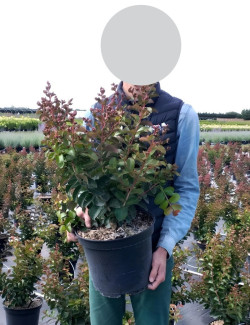 lilas-des-indes-pecharmant-lagerstroemia-indica-pecharmant-2.jpg