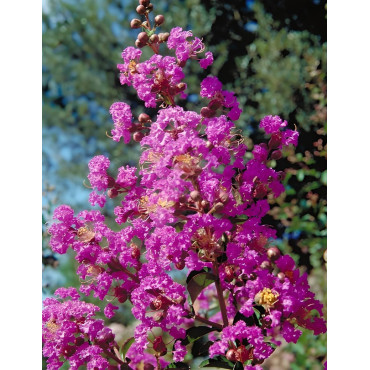 LAGERSTROEMIA PÉCHARMANT - Lilas des Indes