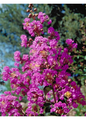 LAGERSTROEMIA PÉCHARMANT - Lilas des Indes