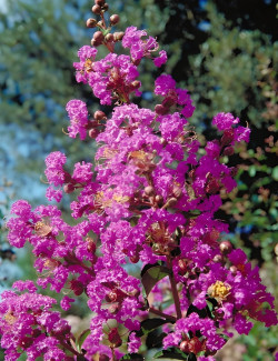 lilas-des-indes-pecharmant-lagerstroemia-indica-pecharmant.jpg