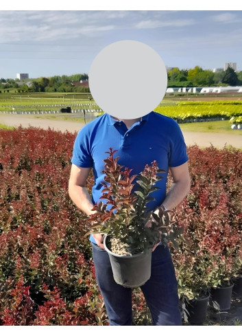 LAGERSTROEMIA En pot de 3-4 litres