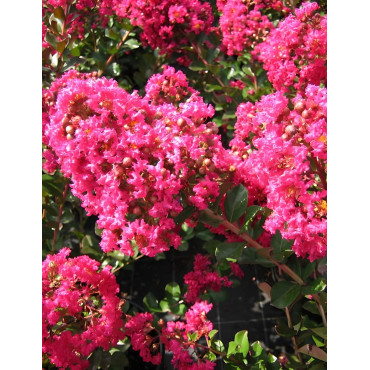 LAGERSTROEMIA PÉRIGORD POURPRE - Lilas des Indes