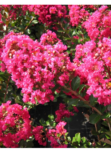 LAGERSTROEMIA PÉRIGORD POURPRE - Lilas des Indes