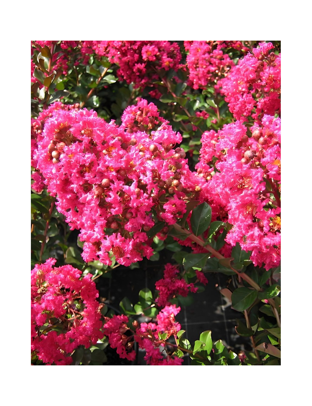 LAGERSTROEMIA PÉRIGORD POURPRE - Lilas des Indes