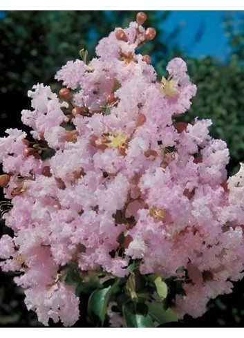 LAGERSTROEMIA SOIR D'ÉTÉ - Lilas des Indes