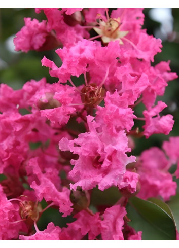 LAGERSTROEMIA ANDRÉ DESMARTIS - Lilas des Indes