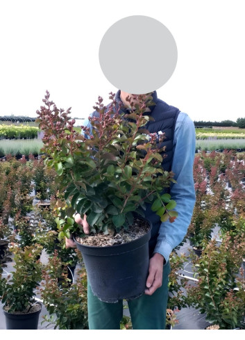 LAGERSTROEMIA En pot de 7-10 litres