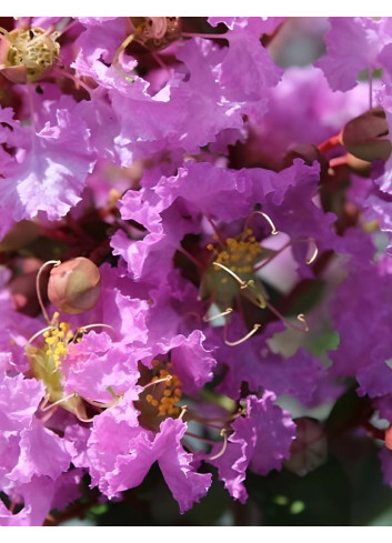 LAGERSTROEMIA SOUVENIR D'HUBERT PUARD - Lilas des Indes