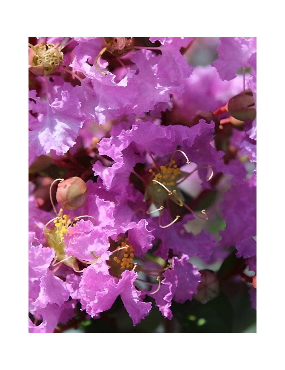 LAGERSTROEMIA SOUVENIR D'HUBERT PUARD - Lilas des Indes