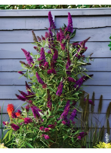 BUDDLEJA davidii BUTTERFLY TOWER® - Arbre aux papillons