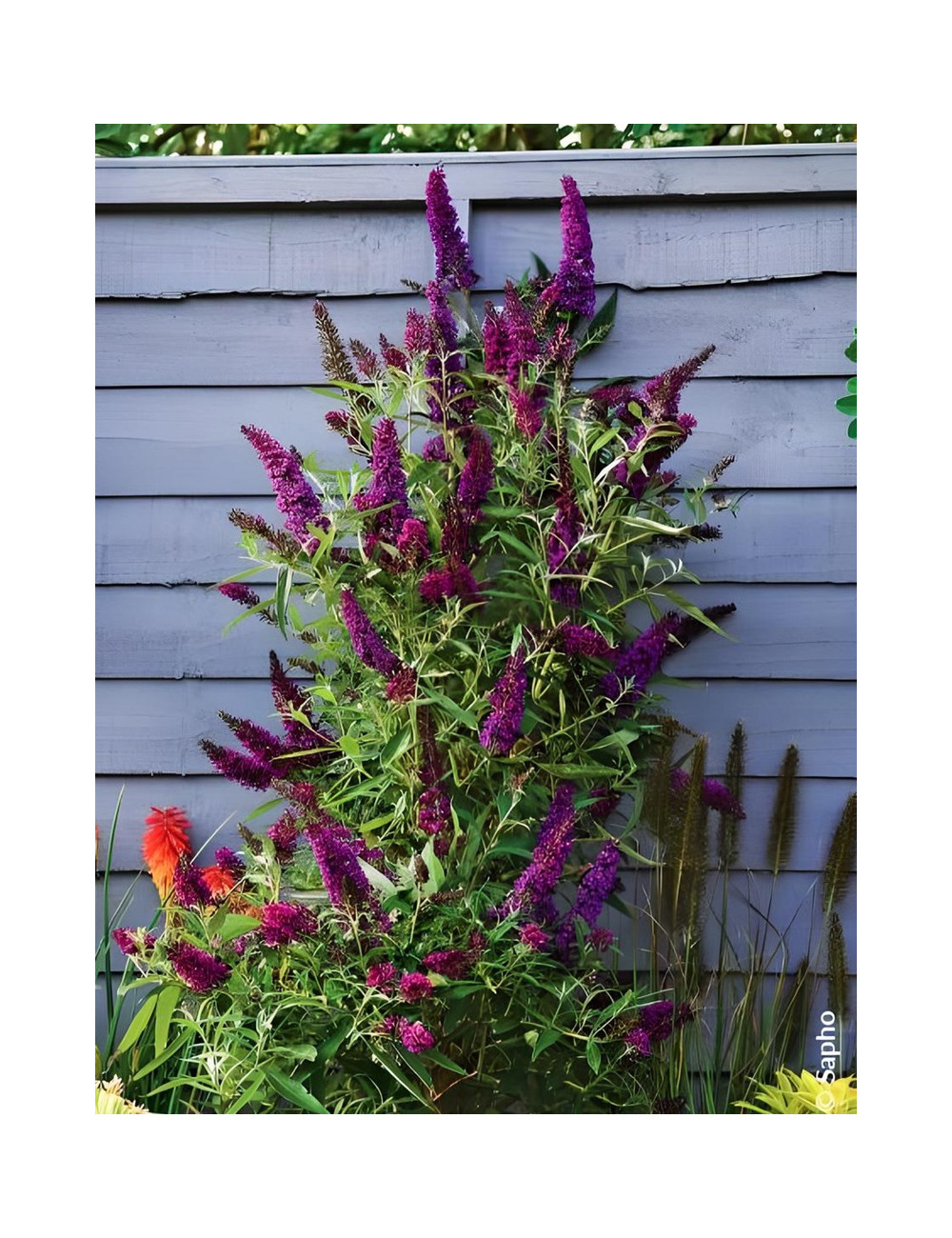 BUDDLEJA davidii BUTTERFLY TOWER® - Arbre aux papillons