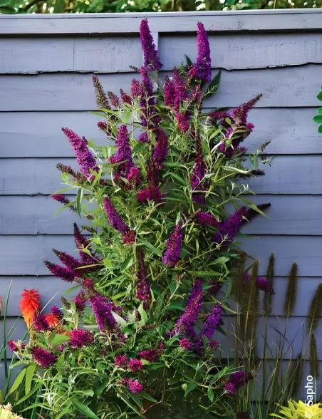 Buddleia davidii ‘Butterfly Tower’ – Arbre aux papillons compact à ...