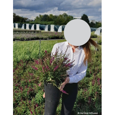 BUDDLEJA davidii BUTTERFLY TOWER® - Arbre aux papillons En pot de 4-5 litres buisson hauteur 040-060 cm