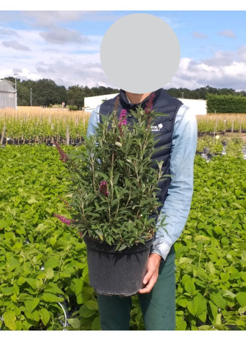 BUDDLEJA davidii BUTTERFLY TOWER® - Arbre aux papillons En pot de 10-12 litres buisson hauteur 060-080