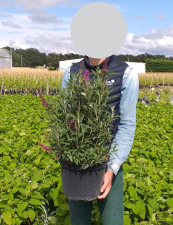 BUDDLEJA davidii BUTTERFLY TOWER® - Arbre aux papillons En pot de 10-12 litres buisson hauteur 060-080