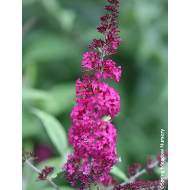 BUDDLEJA MISS RUBY® - Arbre aux papillons