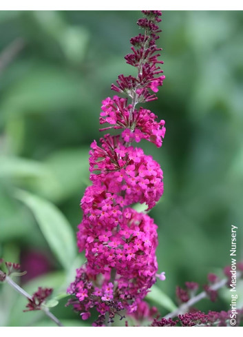 BUDDLEJA MISS RUBY® - Arbre aux papillons