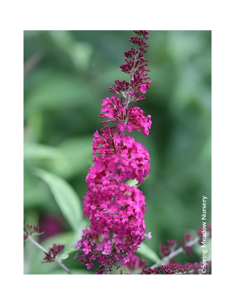 BUDDLEJA MISS RUBY® - Arbre aux papillons